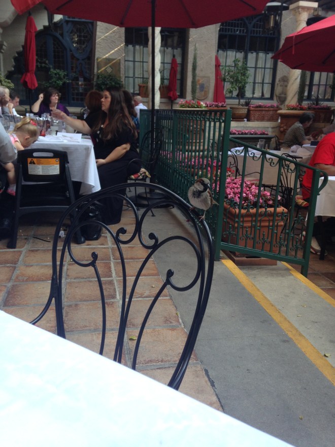 Burbank and Tea Photos 03-17-2016 045